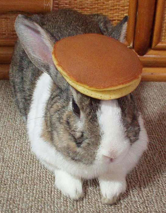 pancake_bunny.jpg